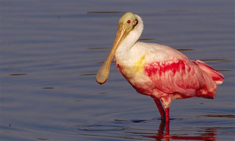 The Pink Birds In Florida Wild Bird Scoop