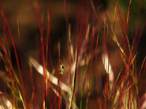 Wallpaper Sunlight Dark Night Nature Light Leaf Flower Insects Computer Wallpaper