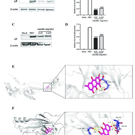 Effect Of Emodin On The Stages Of The PRV Life Cycle A The