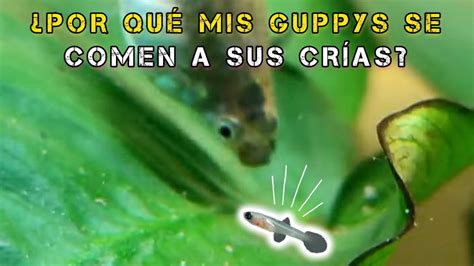 Por qué mis GUPPYS SE COMEN A SUS CRÍAS SOLUCIÓN YouTube