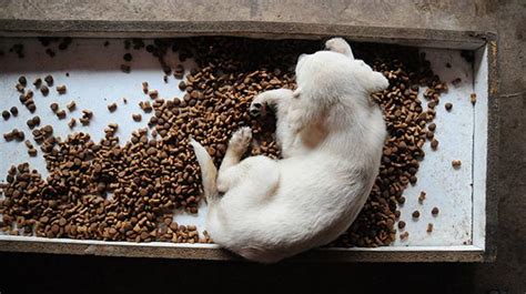 Qué alimentos pueden matar a tu mascota WUF EL COMERCIO PERÚ