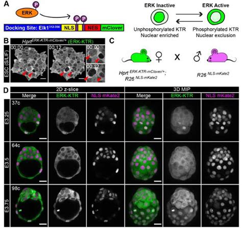 Figure 1 From Live Visualization Of ERK Activity In The Mouse