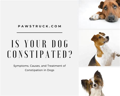 Is Your Dog Constipated? Symptoms, Causes, and Treatment of Constipation in Dogs - Pawstruck Press