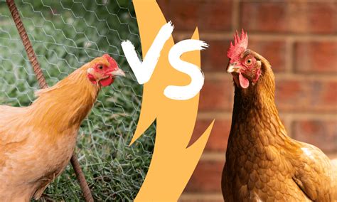 Buff Orpington Vs Isa Brown Chickens Qualities And Differences