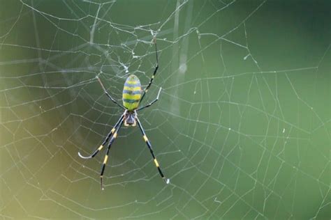 Joro Spiders What To Know Before They Reach You