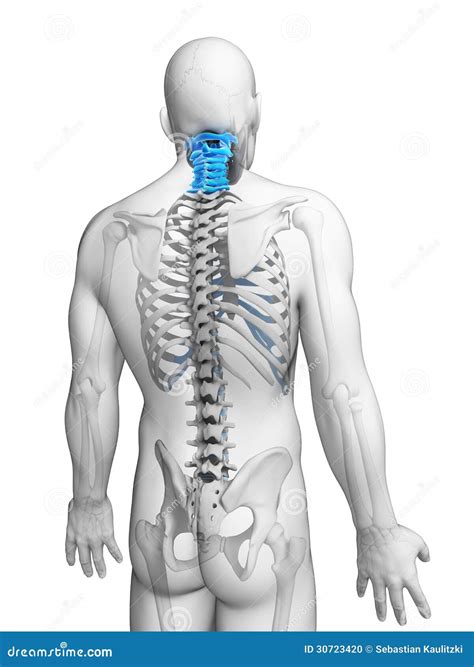 Spina Dorsale Cervicale Evidenziata Illustrazione Di Stock