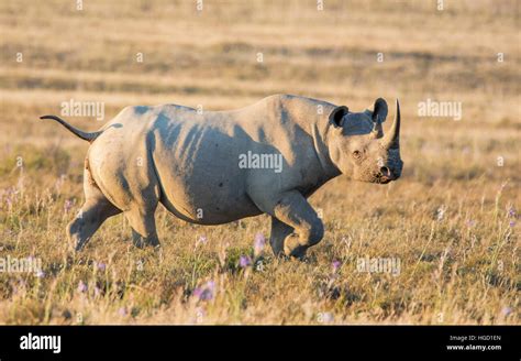 Black Rhinoceros In Southern African Savanna Stock Photo Alamy