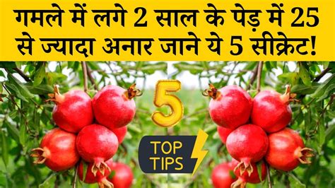 गमले में ढेर सारे अनार उगाने का तरीका How To Grow Pomegranate At Home