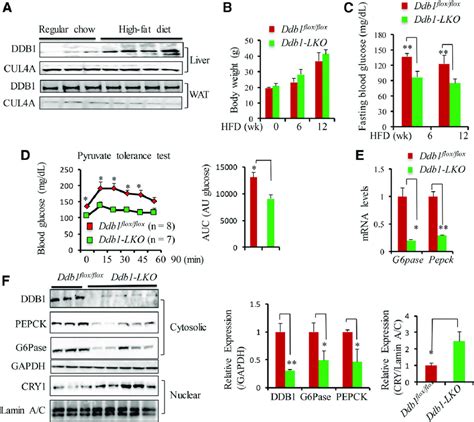 Hepatic Deletion Of Ddb1 Protects Mice From Hfd Induced Hyperglycemia