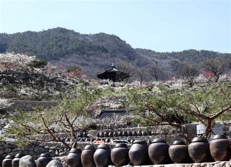 봄의 제전 제23회 광양매화축제 ‘팡파르｜스포츠동아