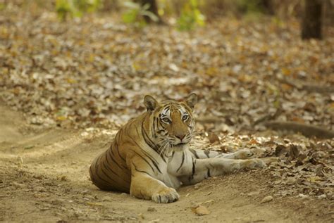 Indian Tiger Photo Safaris Indian Wildlife Photography Safaris