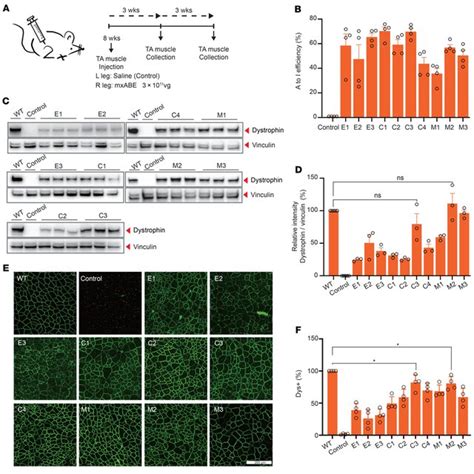 Aav Mxabe Robustly Rescues Dystrophin Expression In Ta Weeks After