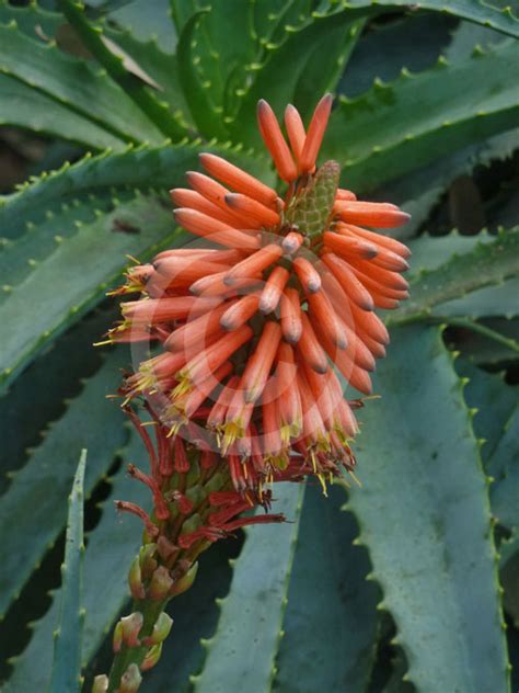 Aloe Arborescens Krantz Aloe Candelabra Aloe Torch Aloe Octopus