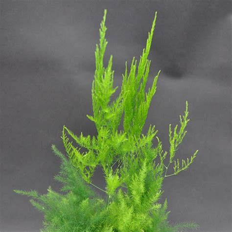 Asparagus Fern Guide How To Care For An Asparagus Aethiopicus