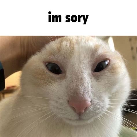 cat memes  images  funny captions littlenivicom