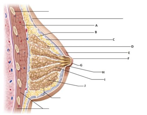 Breast Flashcards Quizlet