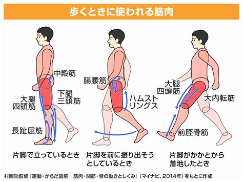 筋肉の動きの検索結果 Yahoo きっず検索