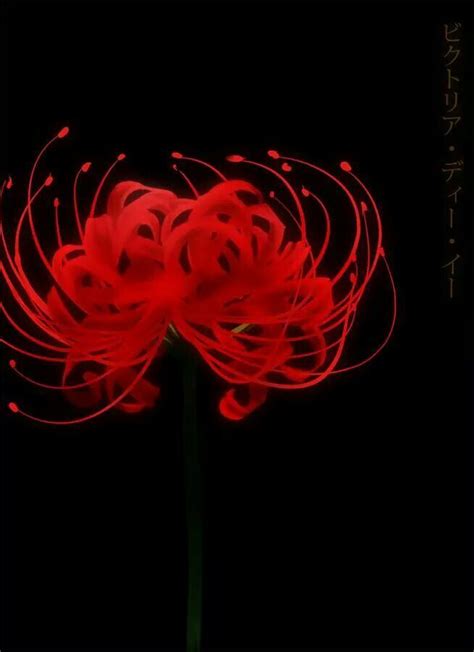 Higanbana 彼岸花 Amaryllis Drawing Wallpaper Flower Wallpaper