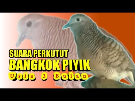 Suara Perkutut Bangkok Piyikan Usia Bulan Mantap Youtube