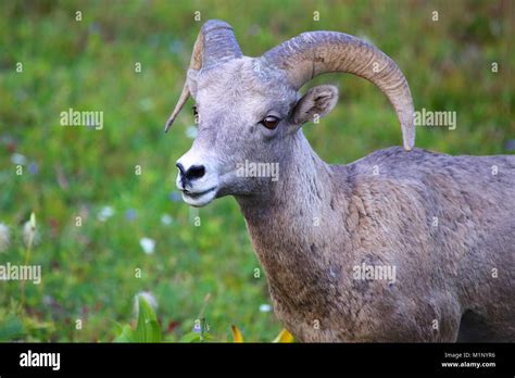 Big Horn Sheep Ram In Glacier National Park Montana Stock Photo Alamy