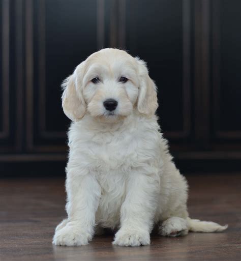 The English Goldendoodle — Doodle Creek