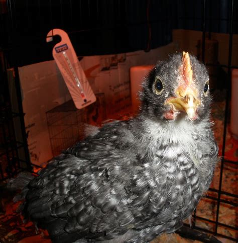 3 Week 2 Day Barred Rock Pullet Or Roo Backyard Chickens Learn