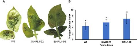 Frontiers Crisprcas Stnrl1 Gene Knockout Increases Resistance To Late Blight And