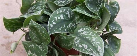 Satin Pothos Silk Pothos Silver Philodendron Scindapsus Pictus Argyraeus