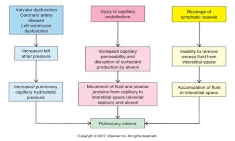 Patho Module 14 Alterations Of Pulmonary Function Flashcards Quizlet