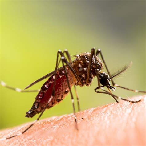 Vector-Borne Diseases - Coachella Valley Mosquito and Vector Control District