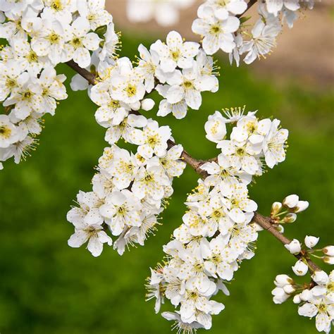 gurneys seed  nursery fruit ruby sweet plum standard starter tree