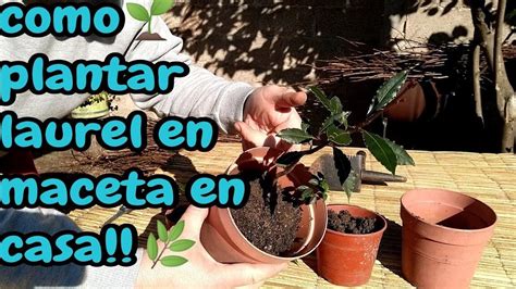 Guía Completa Para Plantar Laurel En Maceta Y Cuidarlo Adecuadamente