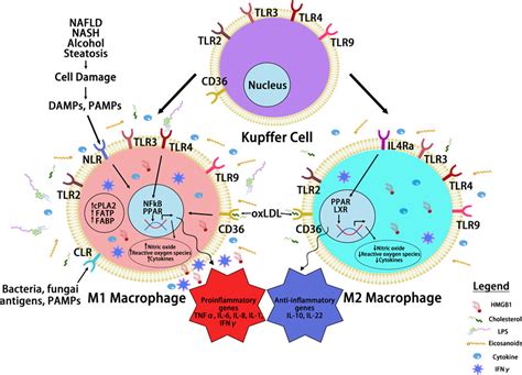 frontiers hepatic macrophage mediated immune response  liver