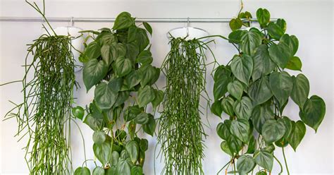 Hanging plants: 7 trailing plants to create an indoor jungle