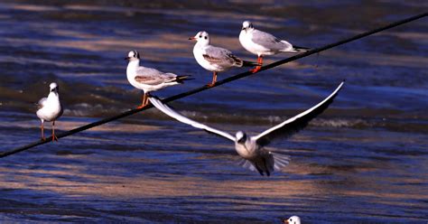 Haute Loire Grippe Aviaire La Situation Est Pr Occupante Pour La Lpo