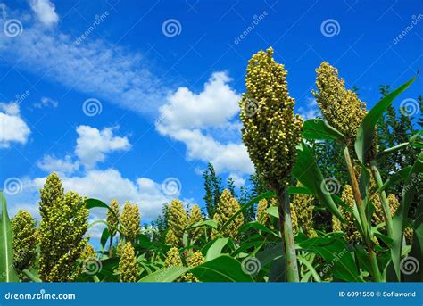 Sorghum field stock photo. Image of blue, reap, field - 6091550