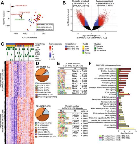 Differential Chromatin Accessibility Between Er Her Ilc And