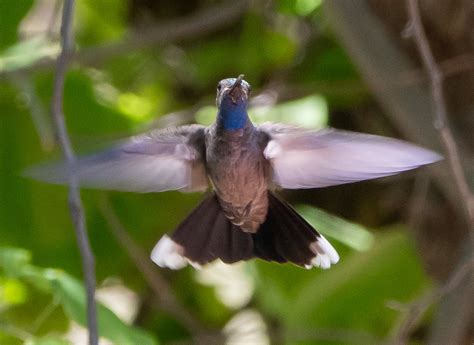 Eight Species Of Spectacular Hummingbirds —southeast Arizona June 2019