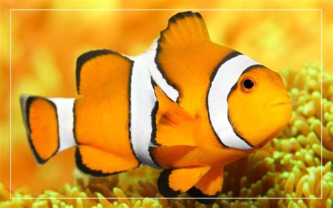 10 Fun Facts About Clownfish