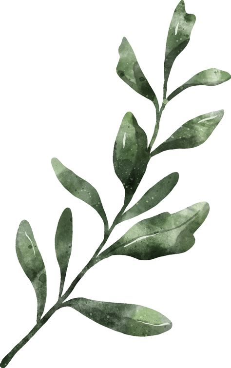 Greenery Leaf Watercolor Png