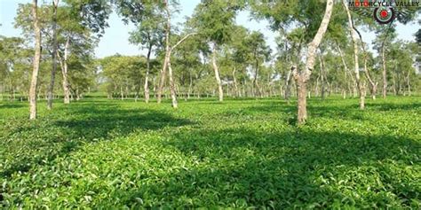 Flat land Tea Garden | Panchagarh