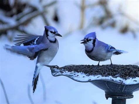 Do Blue Jays Mate For Life Birdfact