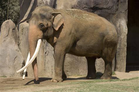 Asian Elephant | Animal Wildlife