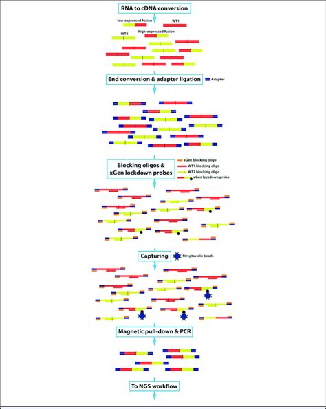 Schematic Overview Of The Ngs Mrd Fusion Gene Detection Assay Rna