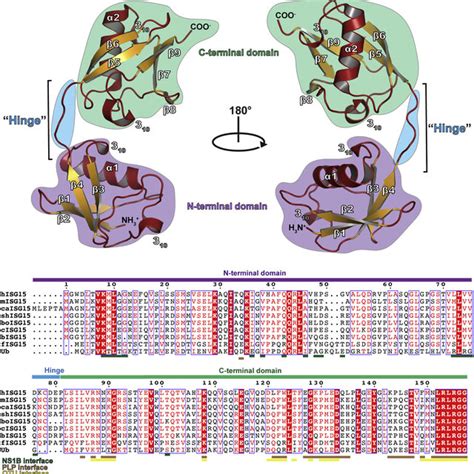 Isg15 Is Conjugated To A Wide Range Of Viral And Cellular Proteins