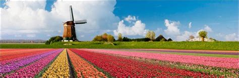 Holland Tulip Fields: Rainbow that lasts little longer