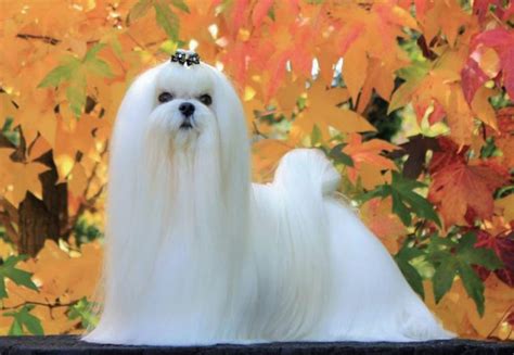 Maltese-Puppies and Dogs for Sale – Jelena Dogshows