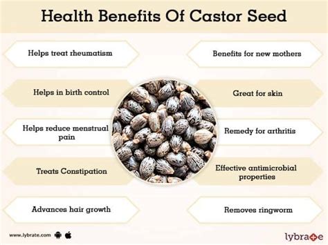 Benefits Of Castor Seed And Its Side Effects Lybrate