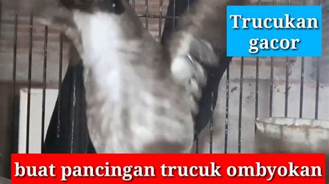 Suara Trucukan Ropel Yg Isian Cucak Rowo Ini Ahlinya Buat Pancingan