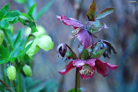 Helleborus, Flowers - For desktop wallpapers: 2560x1707